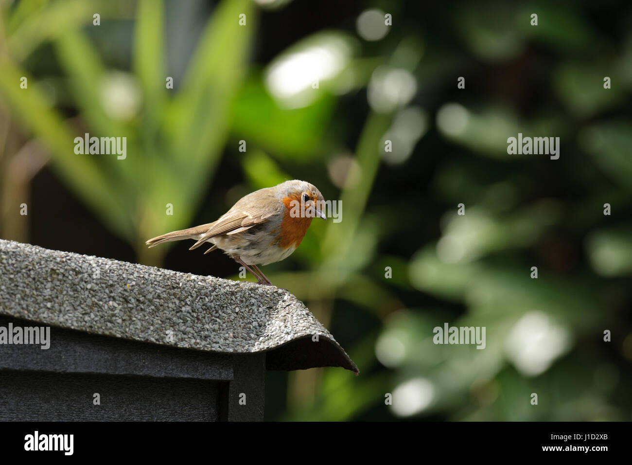 Erwachsenen Robin auf Filz Schuppen Dach auf der Suche nach Larven, jungen zu füttern. Frühling Frühling. Ungespitzten Stockfoto