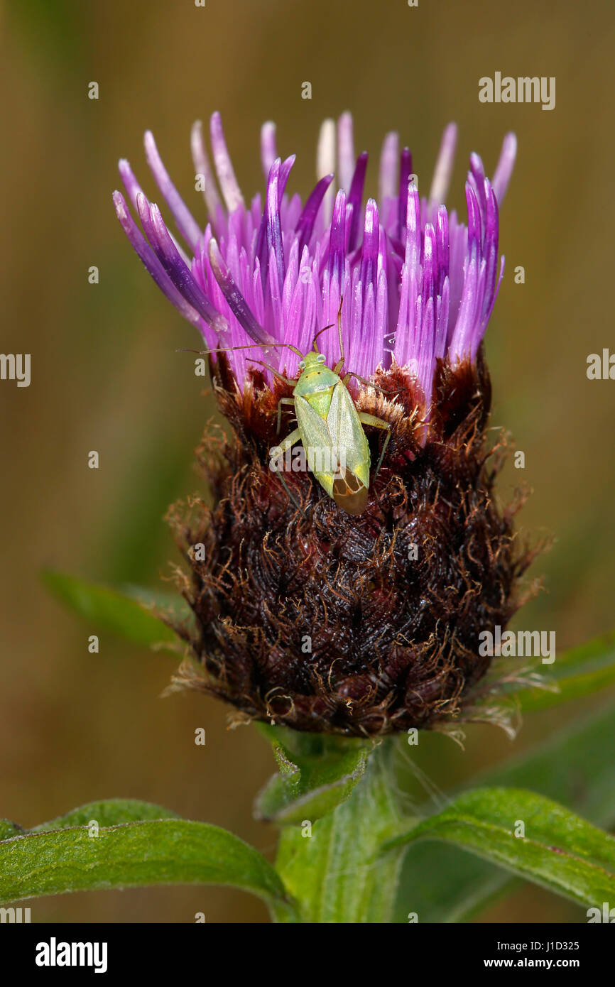 Gemeinsamen grünen Kapsid Bug (Lygocoris Pabulinus) auf Flockenblume (Centaurea Nigra) blühen auf Wiese Cheshire UK August 55682 Stockfoto