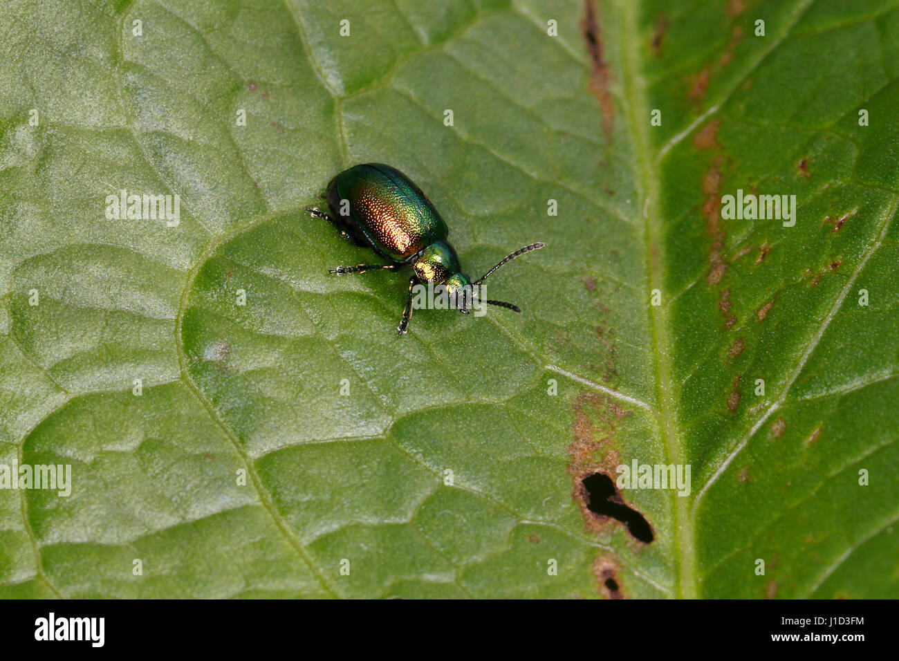 Minze Getreidehähnchen (Chrysolina Herbacea) auf Blatt am Rand des Sees Cheshire UK Juni 2041 Stockfoto