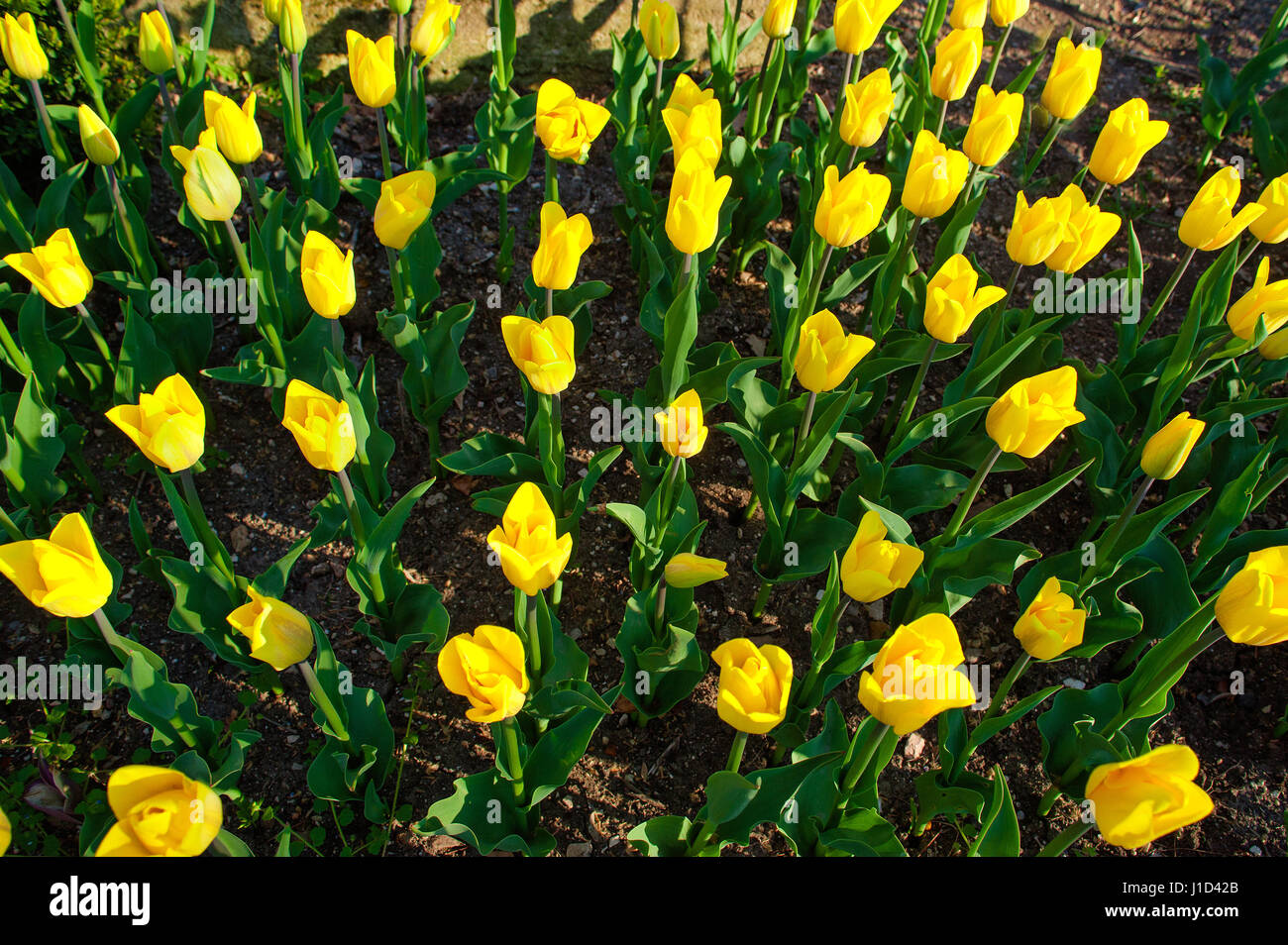 Frühlings-Hintergrund mit schönen gelben Tulpen Stockfoto