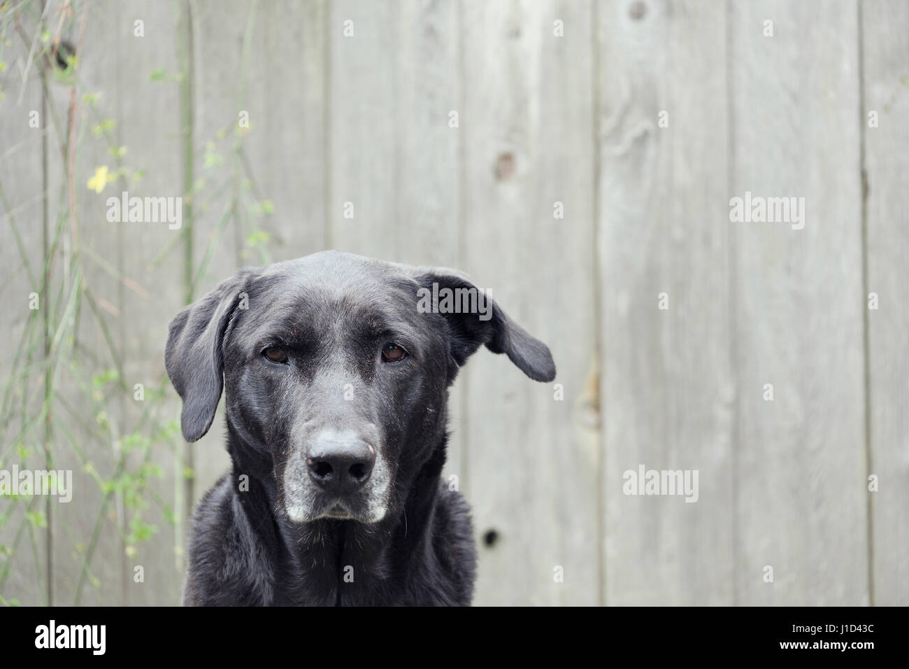 Porträt des großen Hündin Stockfoto