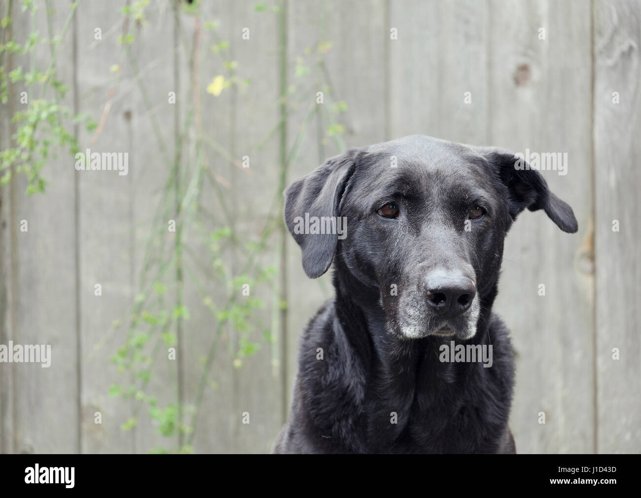 Porträt des großen Hündin Stockfoto