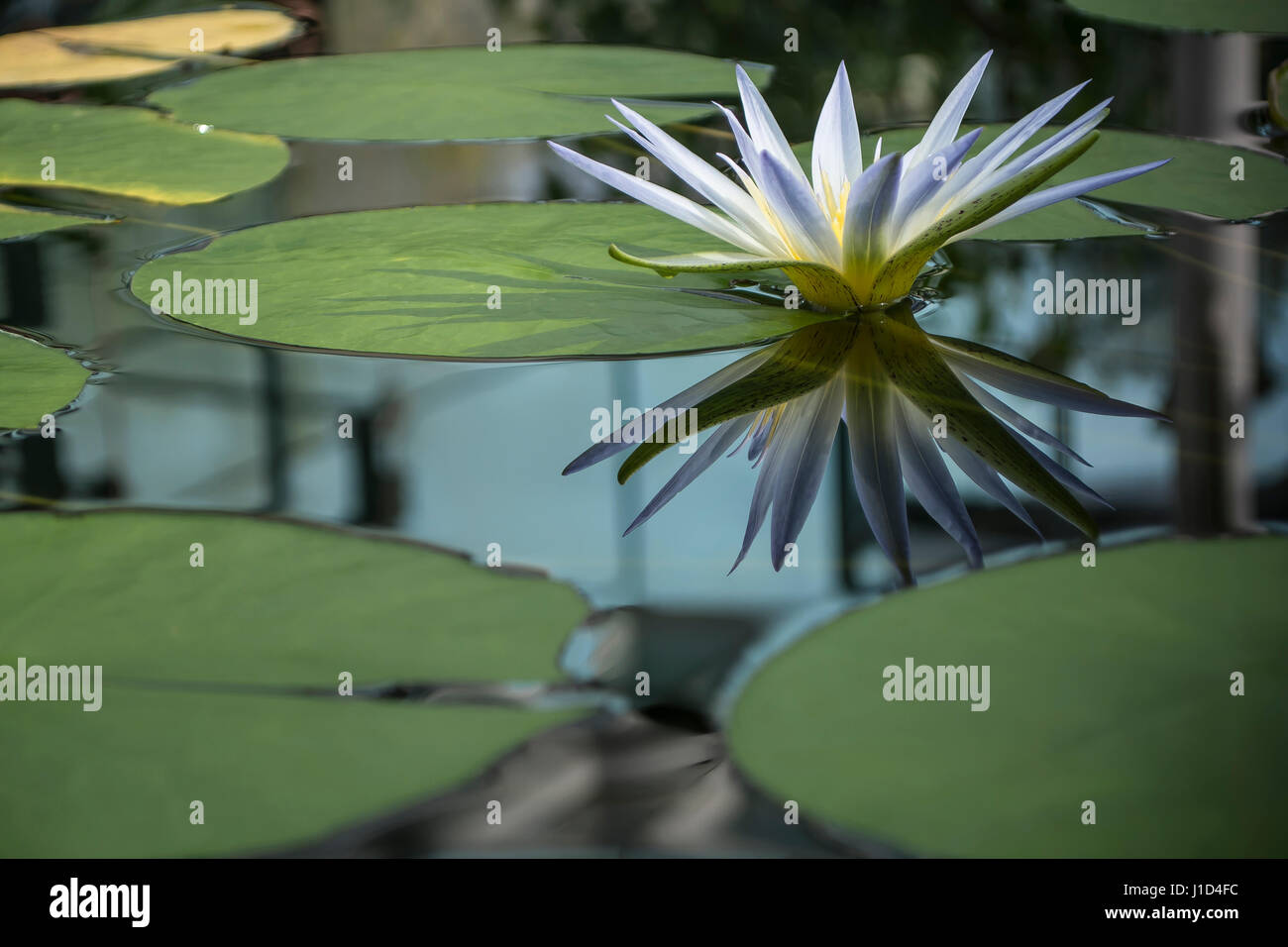 Eine Blaue Nil Seerose (Nymphaea Caerulea) Blume mit der Reflexion und Blätter auf einen ruhigen noch Seerosenteich. Stockfoto