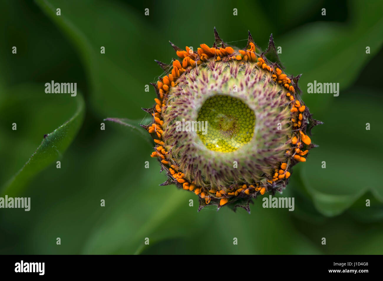 Ein Baby Calendula Officinalis - Greenheart Orange in das Gartenbeet mit weichen grünen Unterholz als der Hintergrund. Die Ringelblume-Familie sind auch c Stockfoto