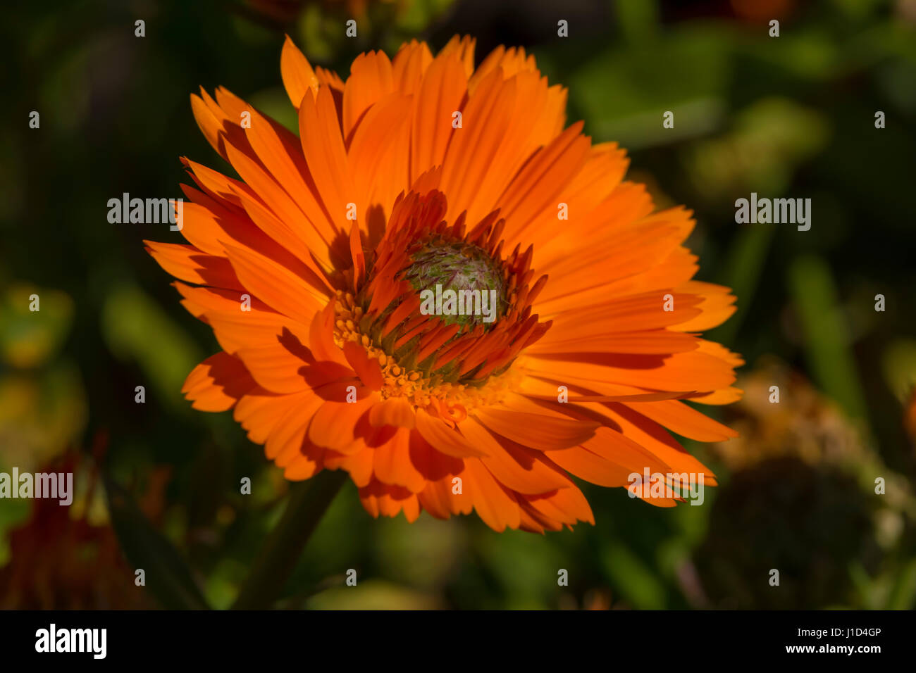 Konzentration auf eine einzelne Calendula Officinalis Greenheart Orange Blume in natürlichen Gartenbeet als der Hintergrund. Die Blume liegt in der cente Stockfoto