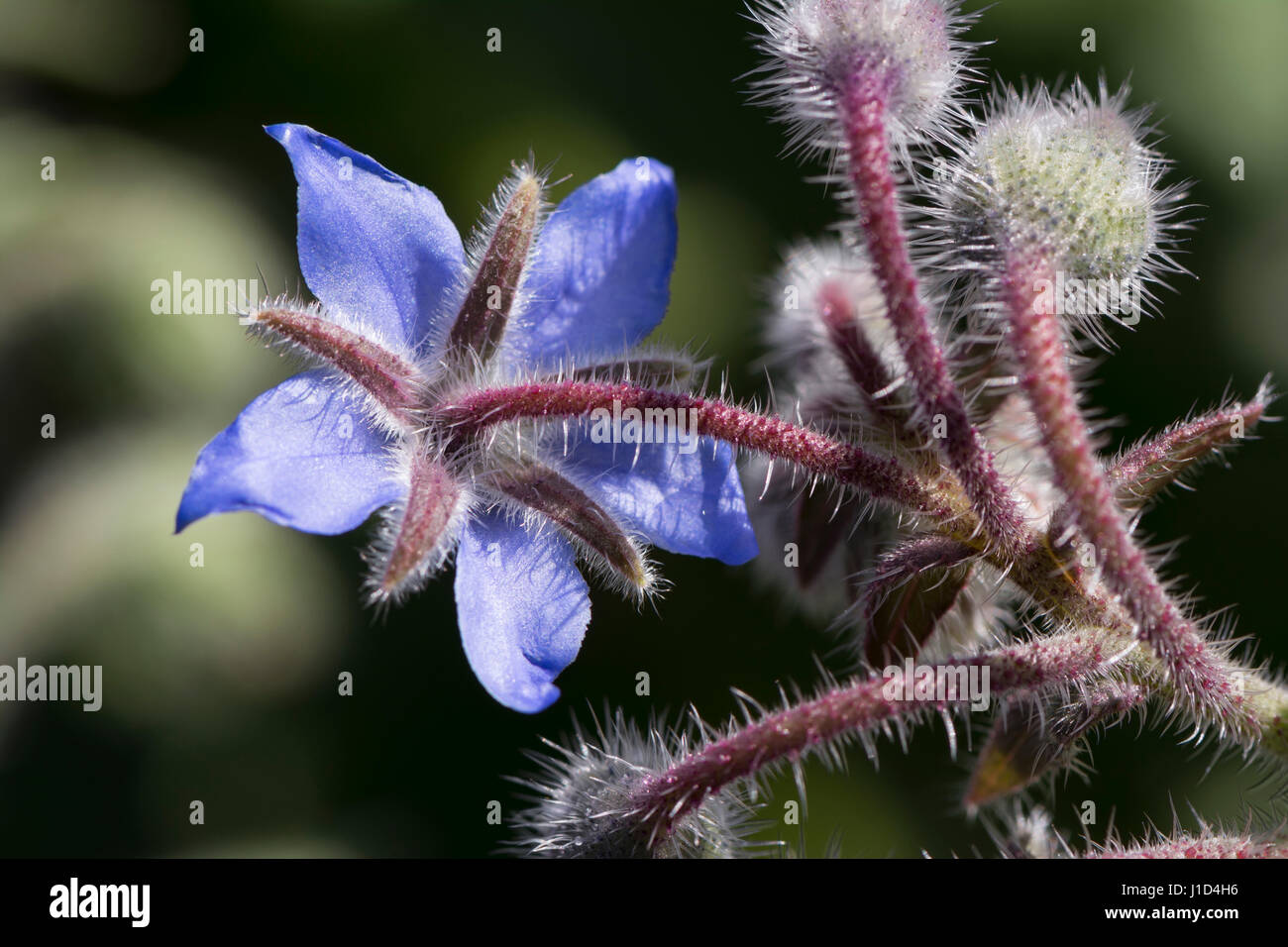 Eine Nahaufnahme einer Borretsch Blume in voller Blüte abgewandten mit einer Gruppe von geschlossenen pelzigen Blume Hülsen bereit, offene platzen. Stockfoto