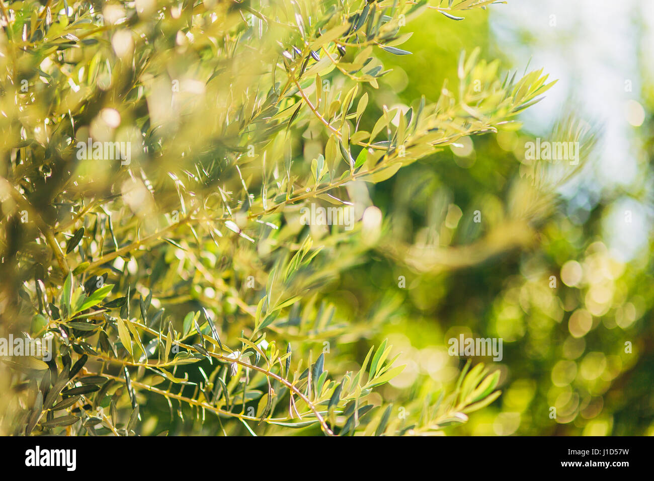 Zweige und Blätter von einem Olivenbaum in einem Olivenhain Stockfoto