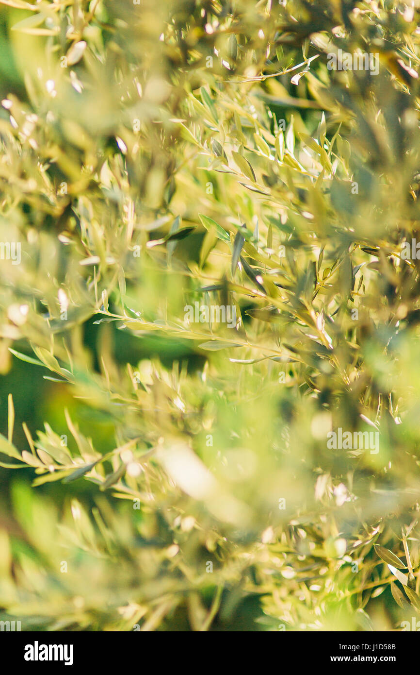 Zweige und Blätter von einem Olivenbaum in einem Olivenhain Stockfoto