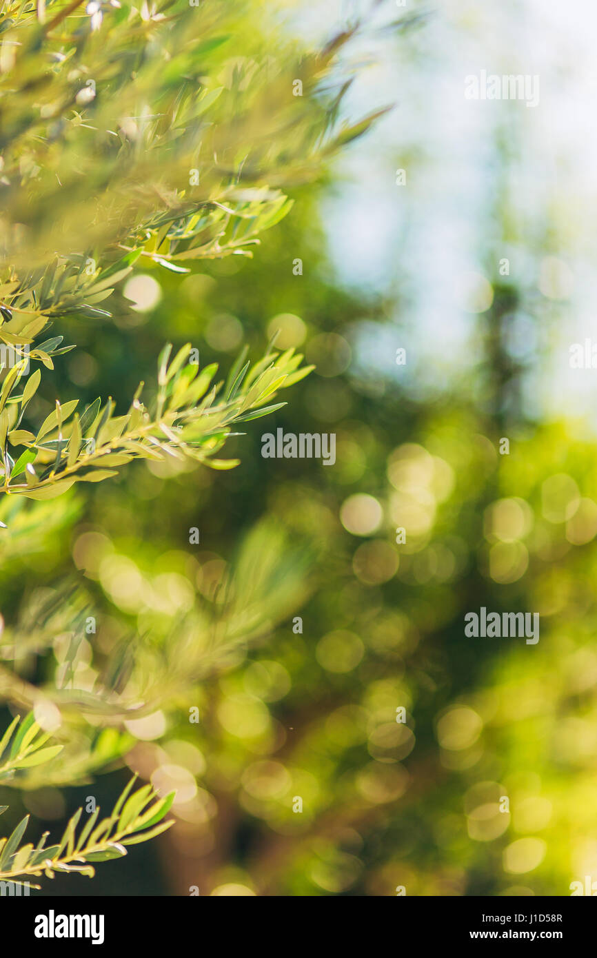 Zweige und Blätter von einem Olivenbaum in einem Olivenhain Stockfoto