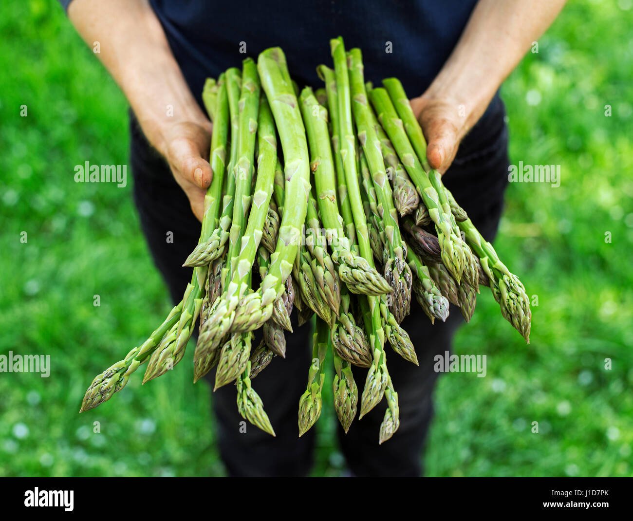 Landwirt mit frisch gepflückten grünen Spargel hautnah Stockfoto