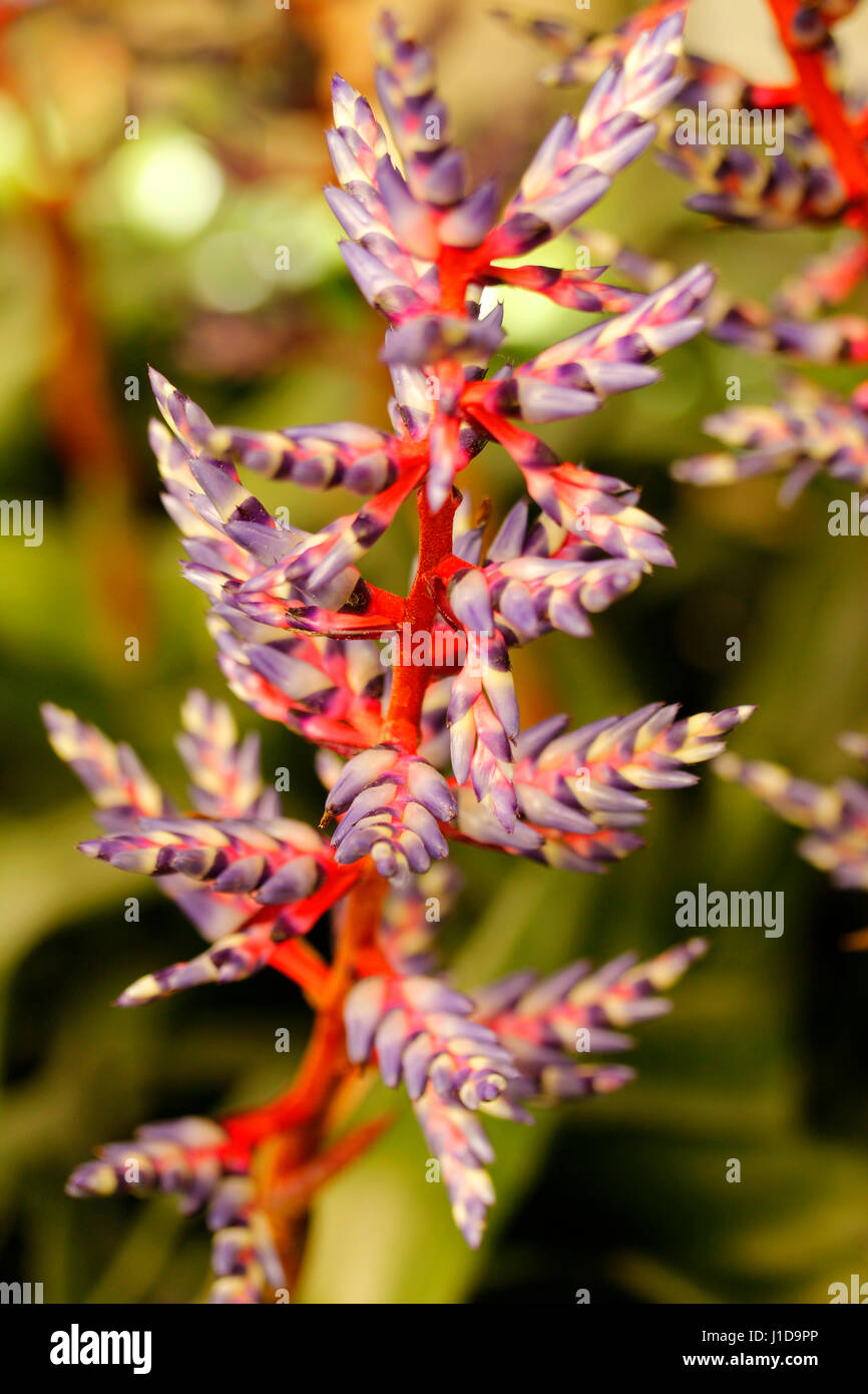 Bropmelia Blume. Stockfoto