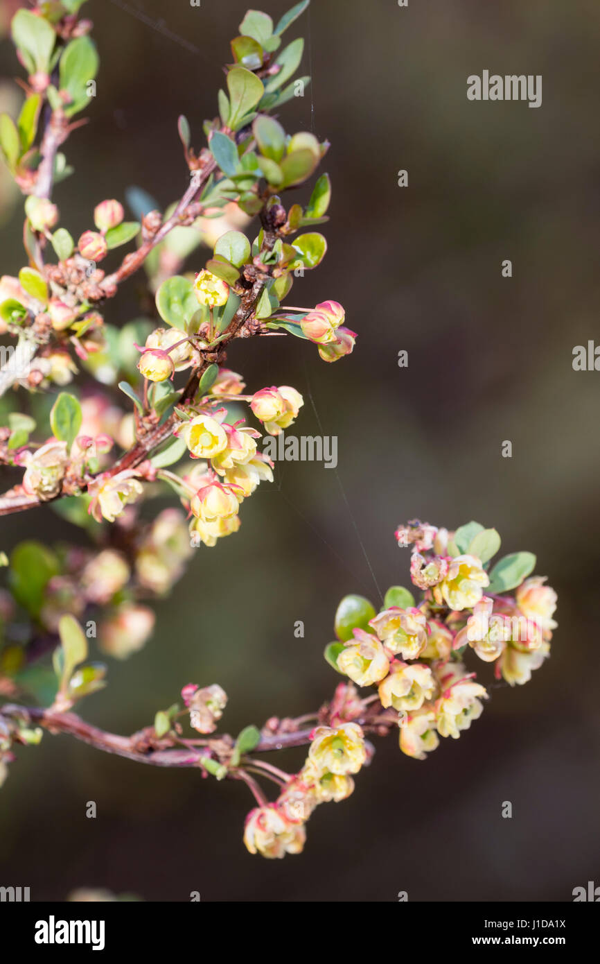 Nahaufnahme der Gelbe Frühlingsblumen von mounded immergrüner Strauch, Berberis Thunbergii "Kobold" Stockfoto