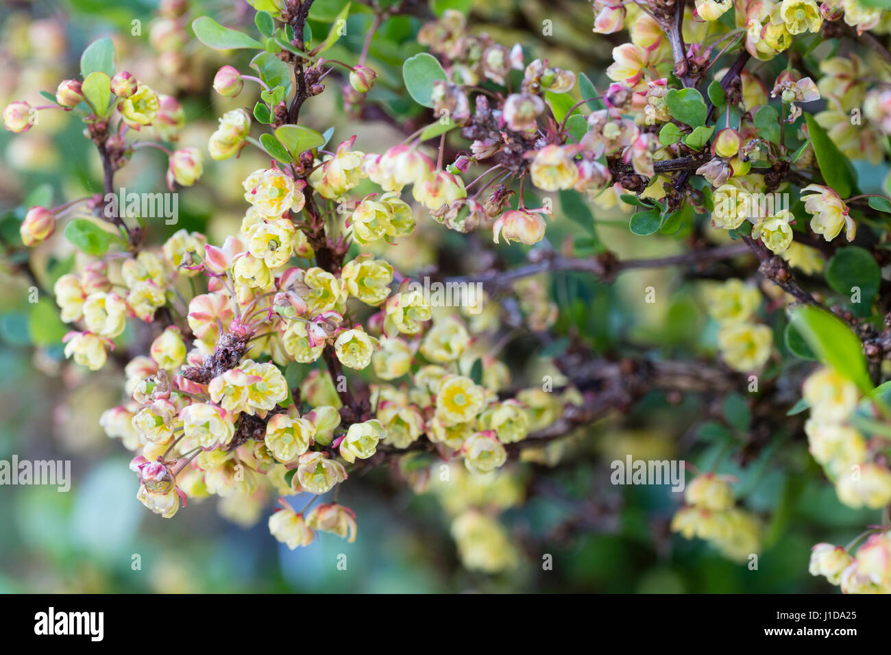 Nahaufnahme der Gelbe Frühlingsblumen von mounded immergrüner Strauch, Berberis Thunbergii "Kobold" Stockfoto