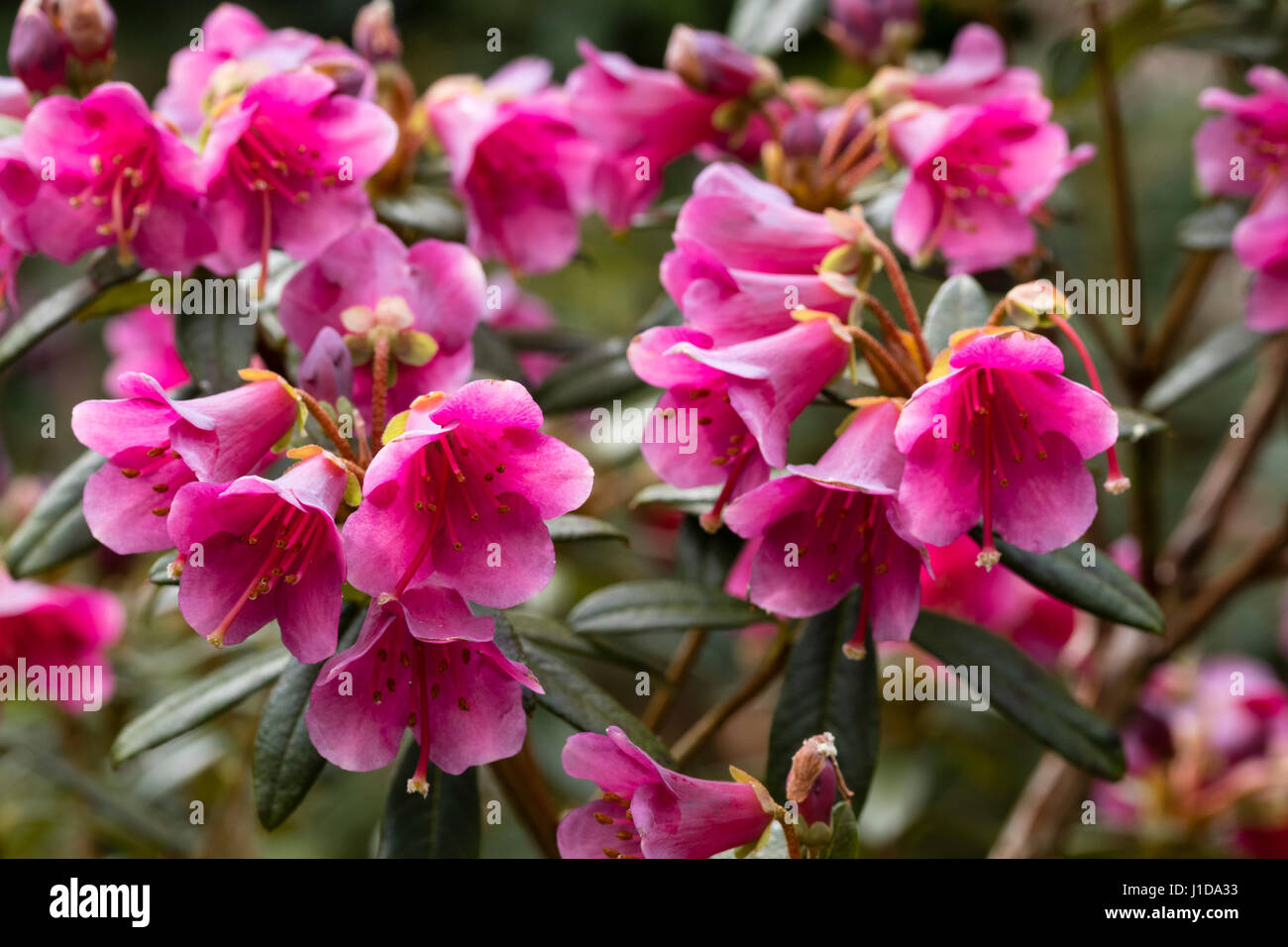 Pflaume rosa Blten von Hardy, immergrn, Mitte Frhling blhender Strauch,  Rhododendron glaucophyllum Stockfotografie - Alamy