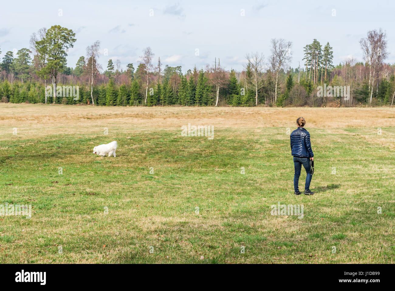 Weibliche Handler Suche Ausbildung mit ihrem entfesselt Samoyed Hund auf einem Feld in den Wald. Stockfoto