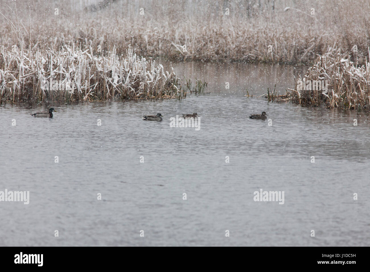 STOCKENTE im Freiwasser im kalten Frühjahr 2017 Stockfoto