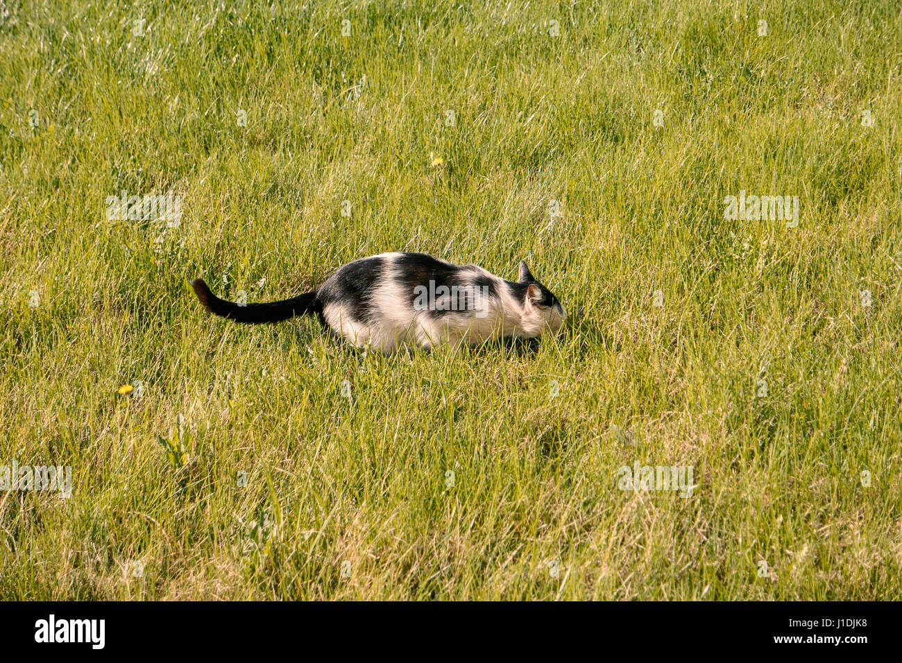 Jagd Katze Gras versteckt Stockfoto