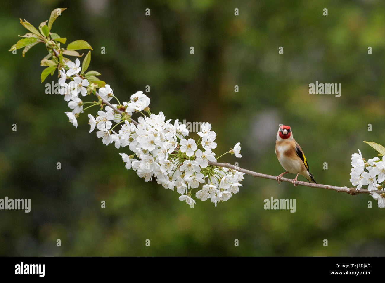Stieglitz gehockt Kirschblüte Zweig Stockfoto