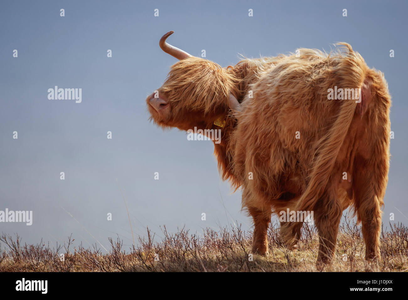 Highland Kuh, Hochlandrinder, behaarte Moo Coo Stockfoto