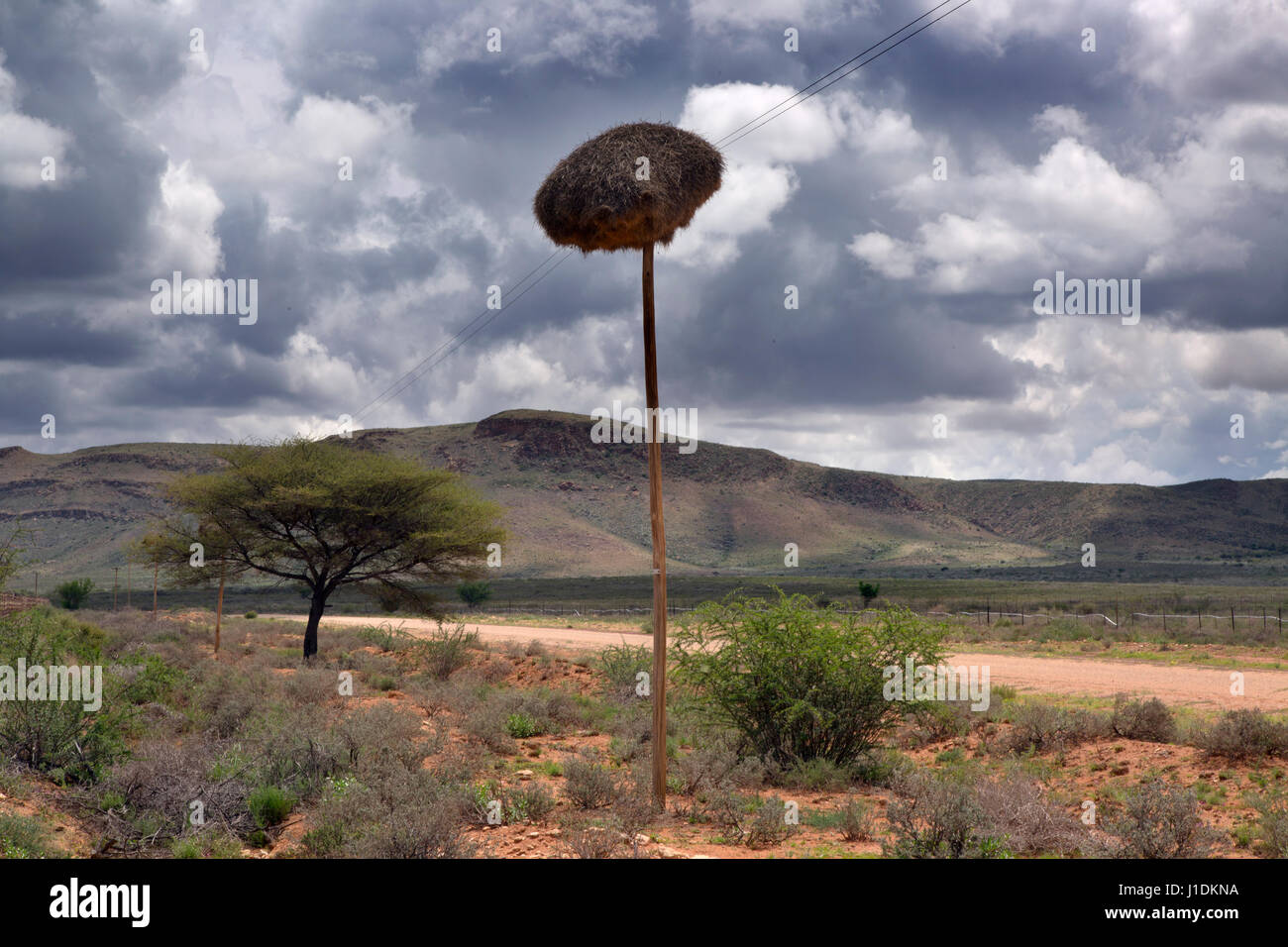 gesellig Weber (Philetairus Socius), auch bekannt als der gemeinsamen sozialen Weber, gemeinsame soziale-Weaver und sozialen Weaver Namibia März Stockfoto