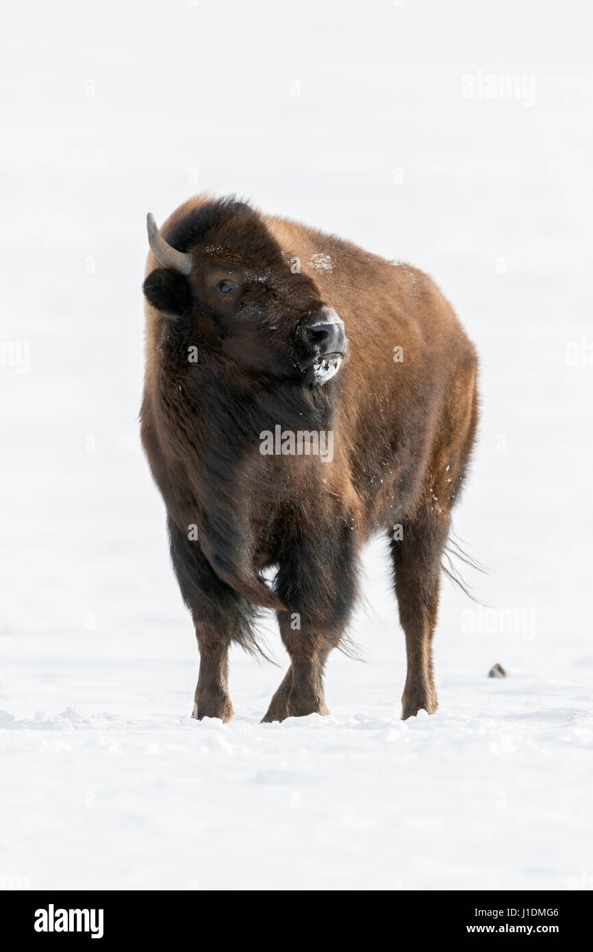 Amerikanischer Bison / Amerikanischer Bison (Bison Bison) im Schnee, gerade gefährlich, bedrohlich, Fotograf, Montana, USA. Stockfoto