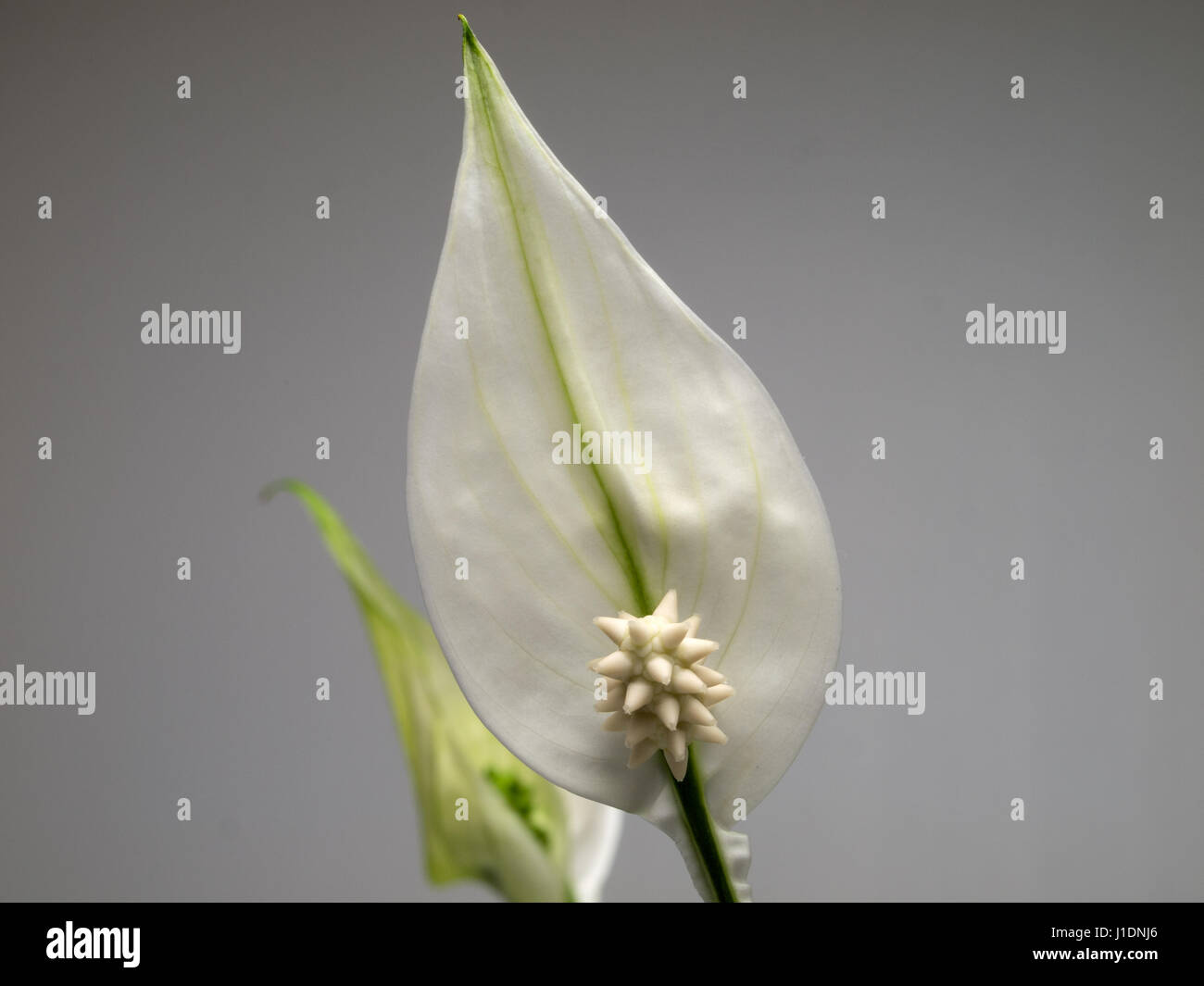Frieden Lilien gehren zu den beliebtesten Zimmerpflanzen. Einfach zu  wachsen und blhen hufig unter normalen Bedingungen Stockfotografie - Alamy