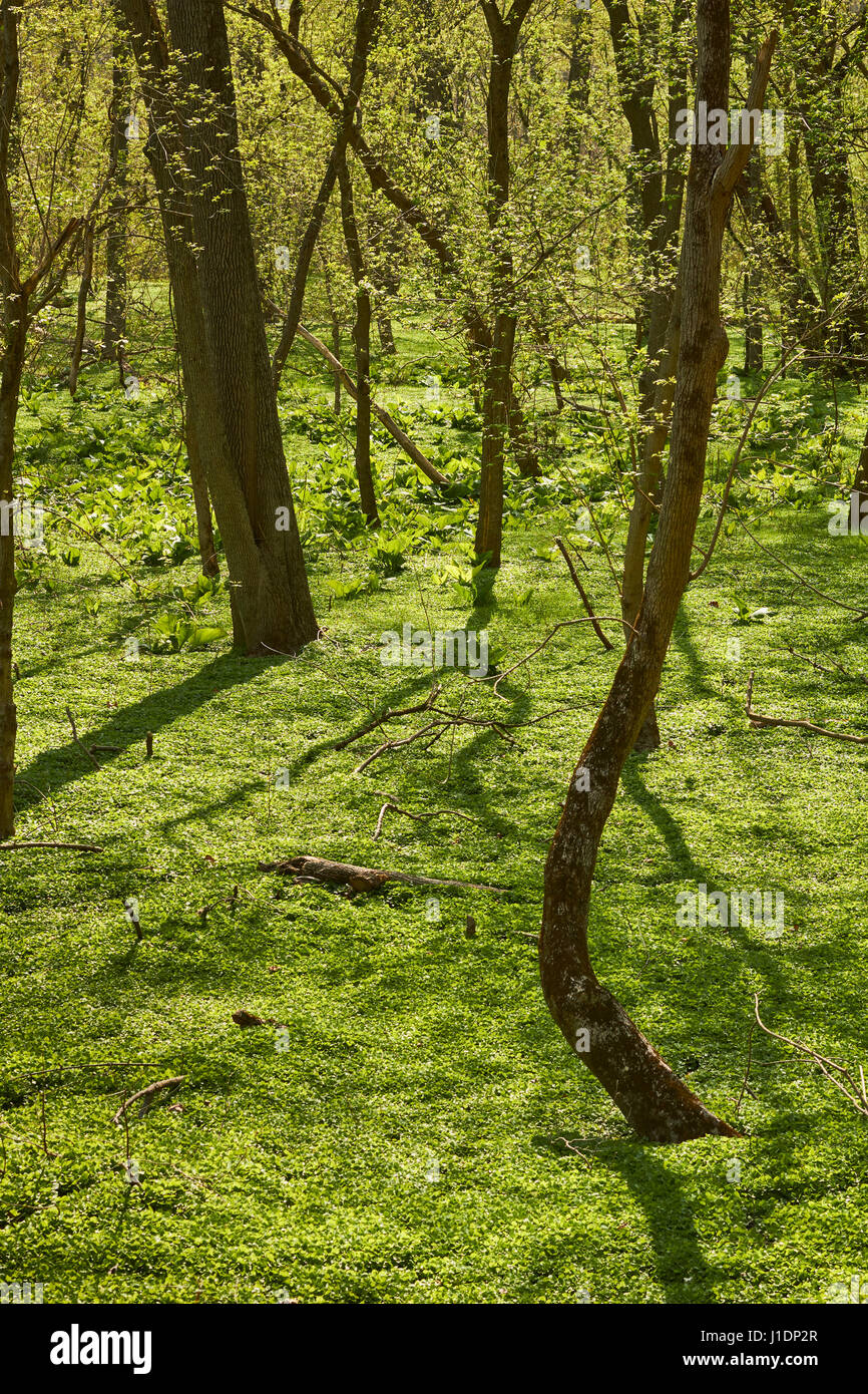 wilder Wald im Frühjahr, Patapsco Valley State Park, Maryland, USA Stockfoto