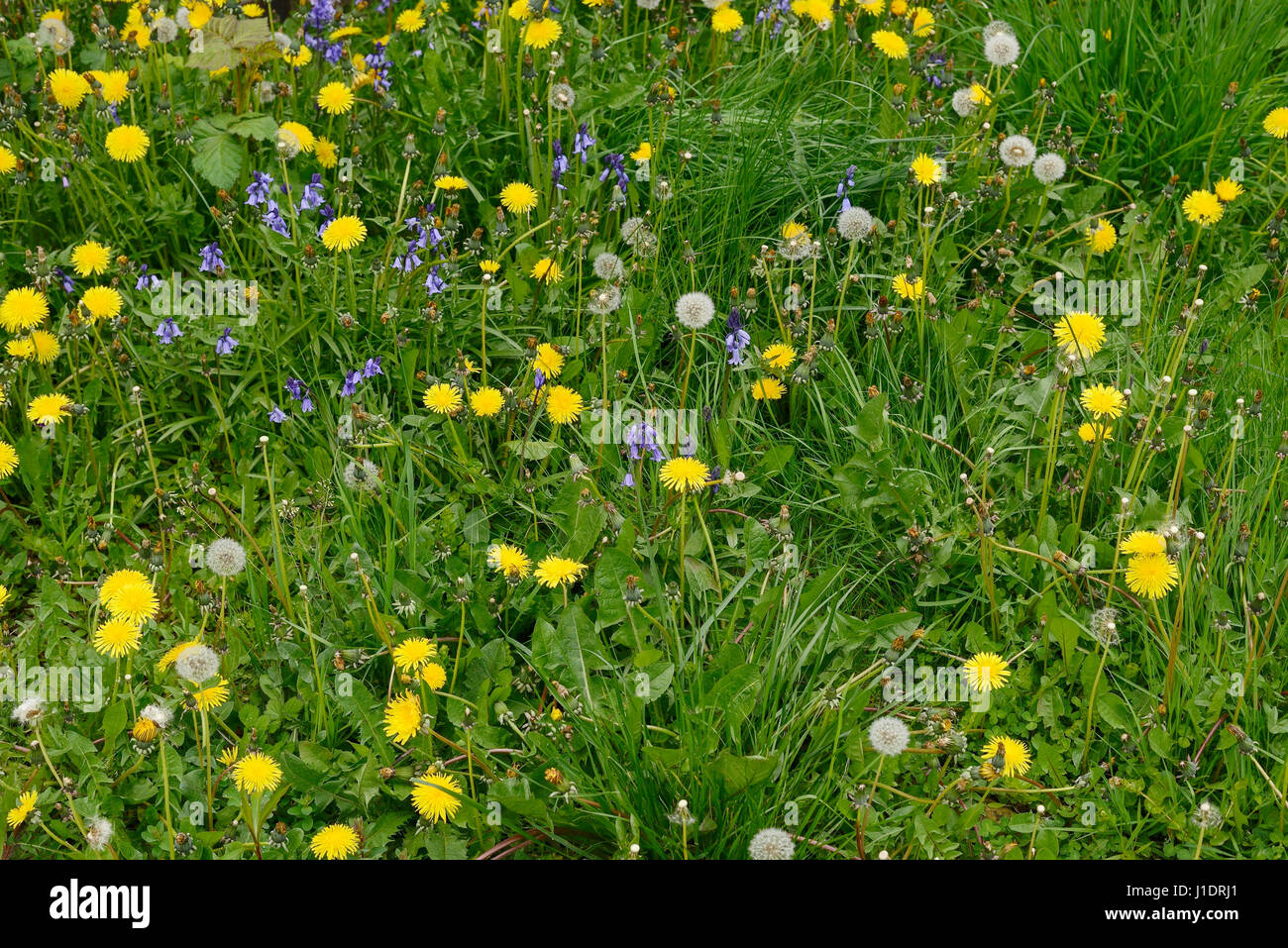 Ein Vorgarten mit Rasen, Unkraut und Löwenzahn bewachsen Stockfoto