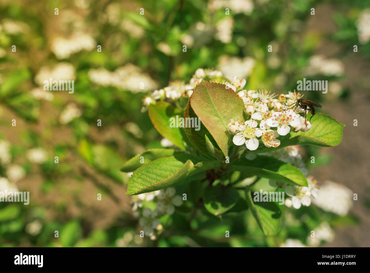 Aronia strauch Fotos und Bildmaterial in hoher Auflösung Alamy