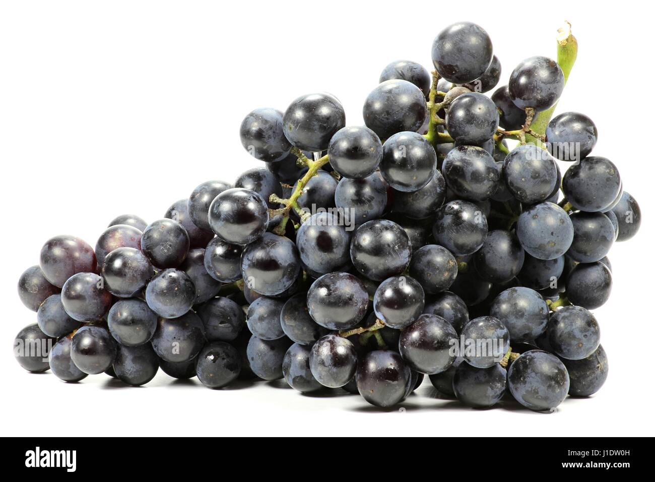 Trauben (Sorte Muscat Bleu) isoliert auf weißem Hintergrund Stockfoto