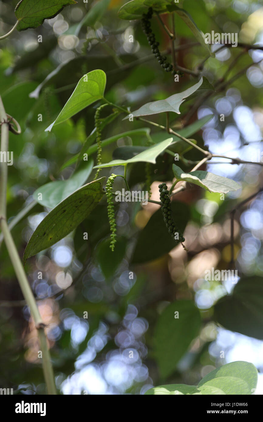 Spice Garden Sri Lanka über A9 Kandy Jaffna Autobahn unreife schwarzer Pfeffer Steinfrüchte an Rebstöcken Stockfoto