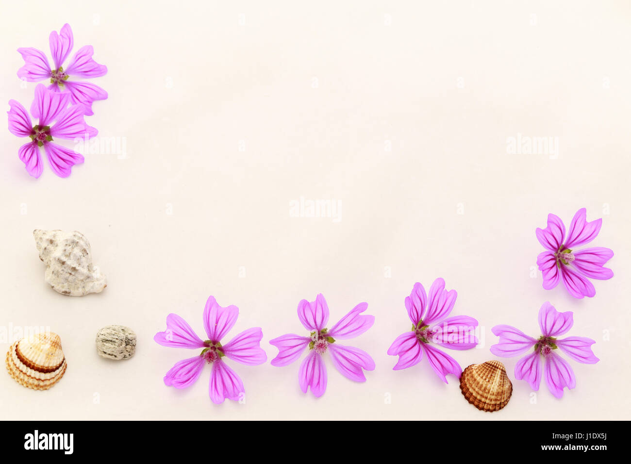 Postkarte mit leeren Platz für Inschrift aus verstreuten Rosa kleine Blumen, Zweige von Thuja, Stein des Meeres und Muscheln auf einem hellen Hintergrund Stockfoto