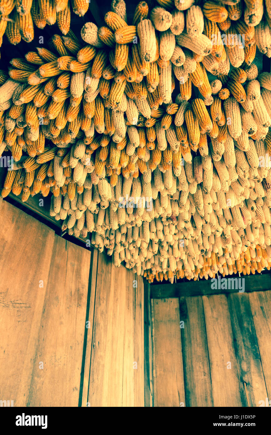 Goldene Mais auf das Cob hängen zum Trocknen in Sa Pa (Sapa), Nord-Vietnam, Südostasien Stockfoto