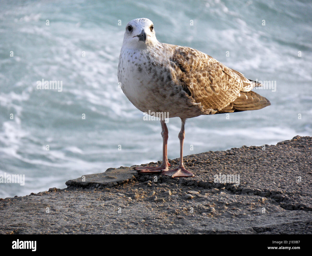 Baska, Insel Krk, Sturm ankommenden, Adriatische Küste, Möwe, Kroatien, Europa, 9 Stockfoto