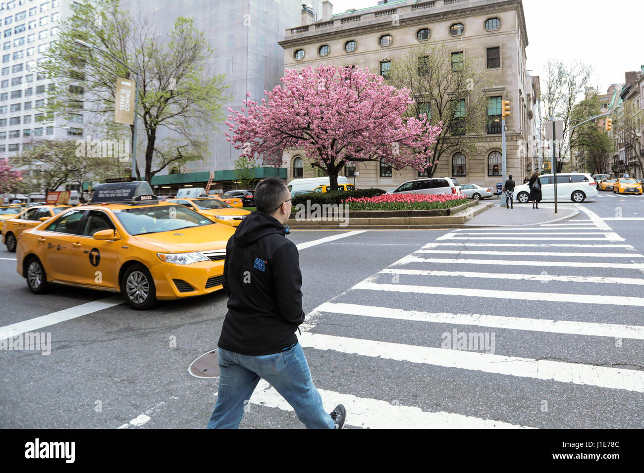 NEW YORK, EUA, 19.04.2017 - PRIMAVERA-NEW YORK - Flores e Uma Cerejeira São Vistos Em Avenida da Ilha da Manhattan Nesta Quarta-Feira, 19. Arvores Floridas e Muitas Flores Podem Ser Vistas Por Toda ein Cidade de New York Neste Inicio de Primavera. (Foto: William Volcov/Brasilien Foto Presse/Folhapress) Stockfoto