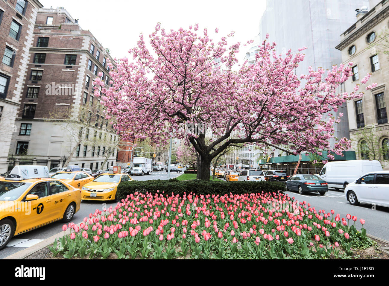 NEW YORK, EUA, 19.04.2017 - PRIMAVERA-NEW YORK - Flores e Uma Cerejeira São Vistos Em Avenida da Ilha da Manhattan Nesta Quarta-Feira, 19. Arvores Floridas e Muitas Flores Podem Ser Vistas Por Toda ein Cidade de New York Neste Inicio de Primavera. (Foto: William Volcov/Brasilien Foto Presse/Folhapress) Stockfoto