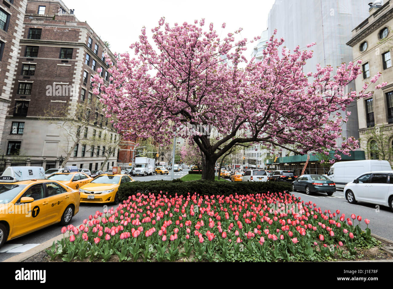 NEW YORK, EUA, 19.04.2017 - PRIMAVERA-NEW YORK - Flores e Uma Cerejeira São Vistos Em Avenida da Ilha da Manhattan Nesta Quarta-Feira, 19. Arvores Floridas e Muitas Flores Podem Ser Vistas Por Toda ein Cidade de New York Neste Inicio de Primavera. (Foto: William Volcov/Brasilien Foto Presse/Folhapress) Stockfoto