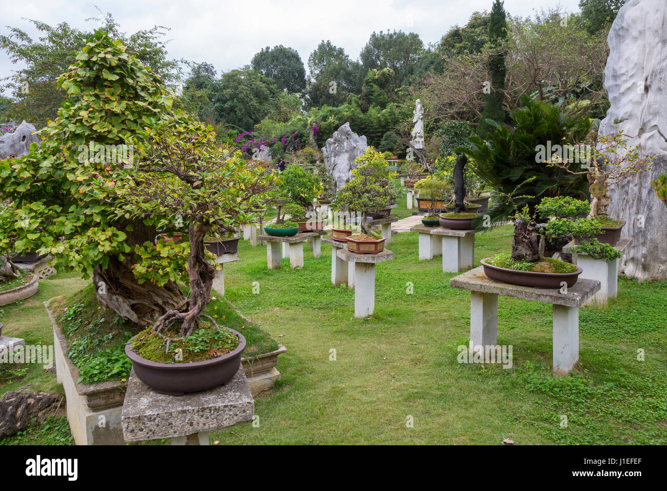 Provinz Guizhou, China. Bonsai-Garten, gelbe Frucht Baum (Huangguoshu)  Wasserfall Naturgebiet Stockfotografie - Alamy