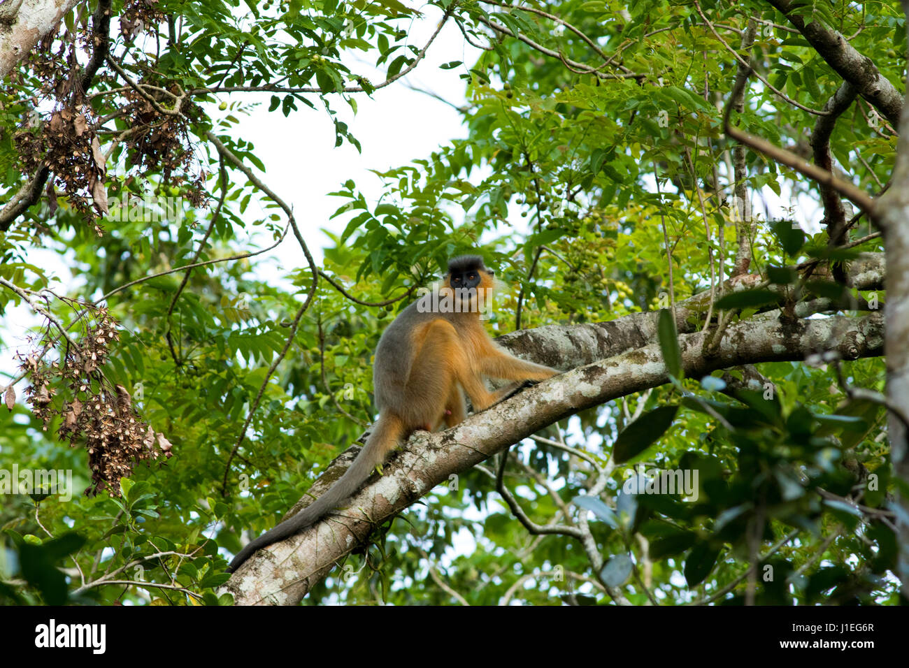 Angeschnittene Ärmel Languren (Trachypitheus Pileatus), am Ort genannt Mukh Pora Hanuman im Lawachara National Park. Moulvibazar, Bangladesch. Stockfoto