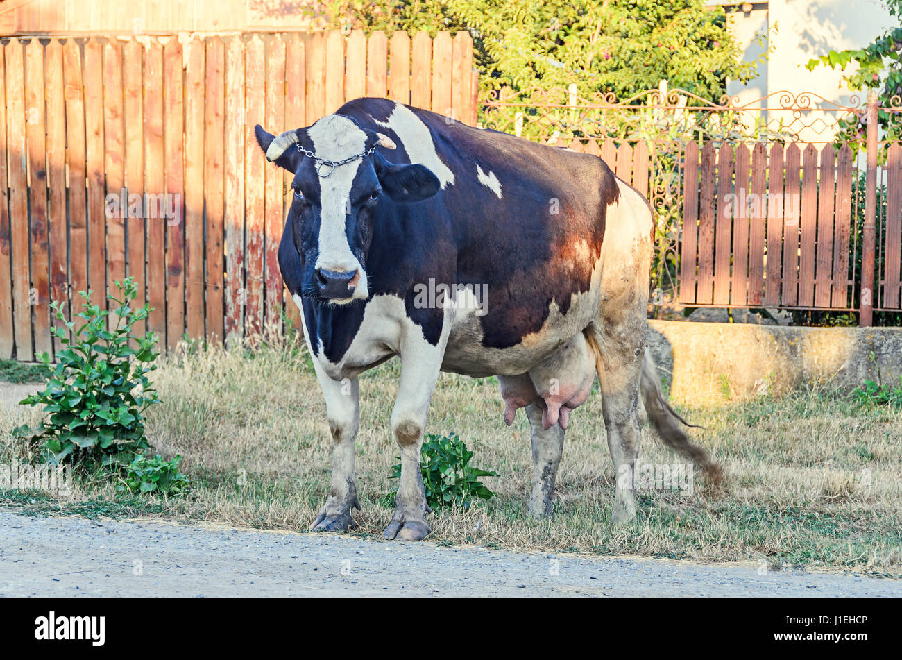 Braune Kuh Mit Weissen Flecken Die Isoliert Auf Weissem Hintergrund Stockfotografie Alamy