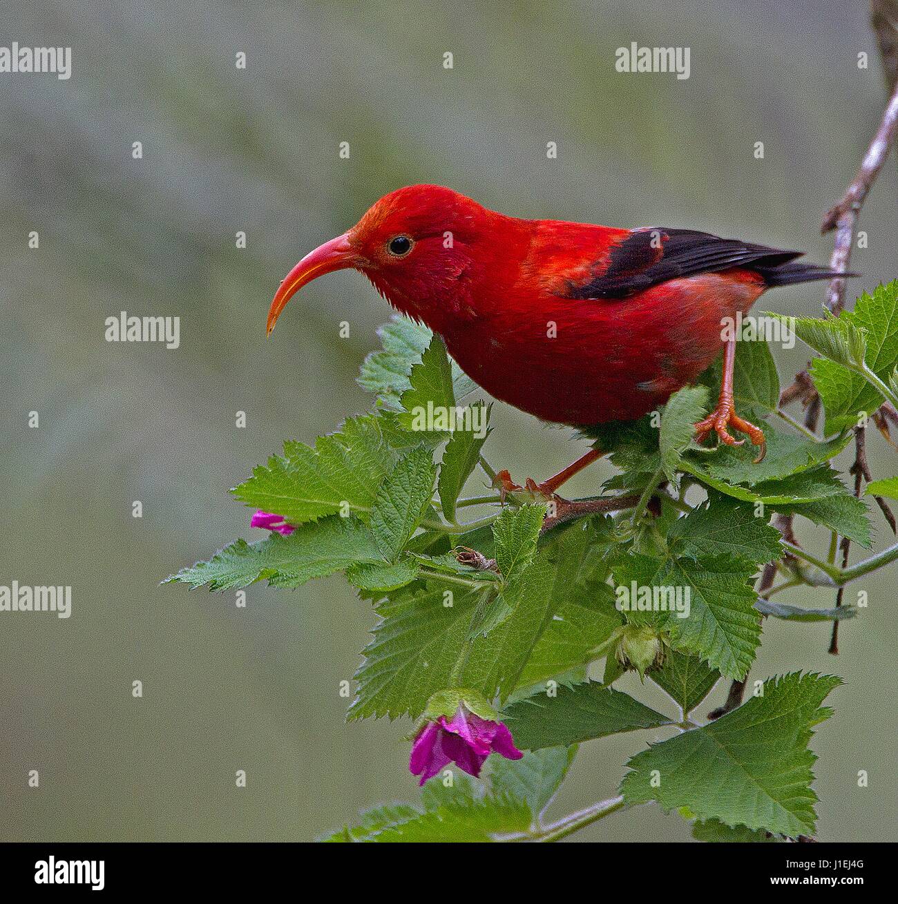 Vestiaria -Fotos und -Bildmaterial in hoher Auflösung – Alamy