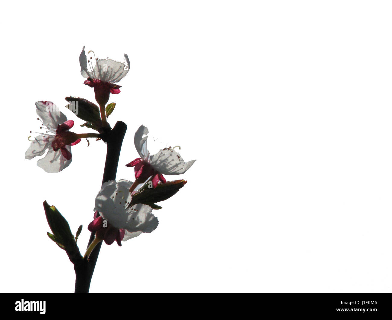 Kirschblüte im Frühjahr. Stockfoto