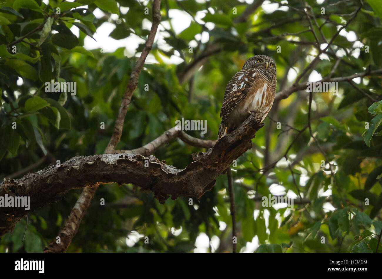 Asiatische verjährt Owlet (Glaucidium Cuculoides) Stockfoto