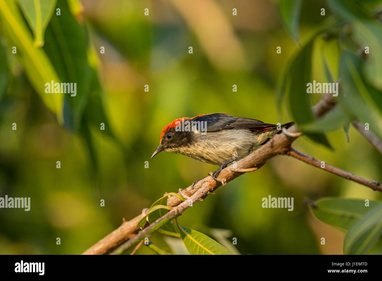 Scharlach-backed Flowerpecker (Dicaeum Cruentatum), Siem Reap, Kambodscha Stockfoto