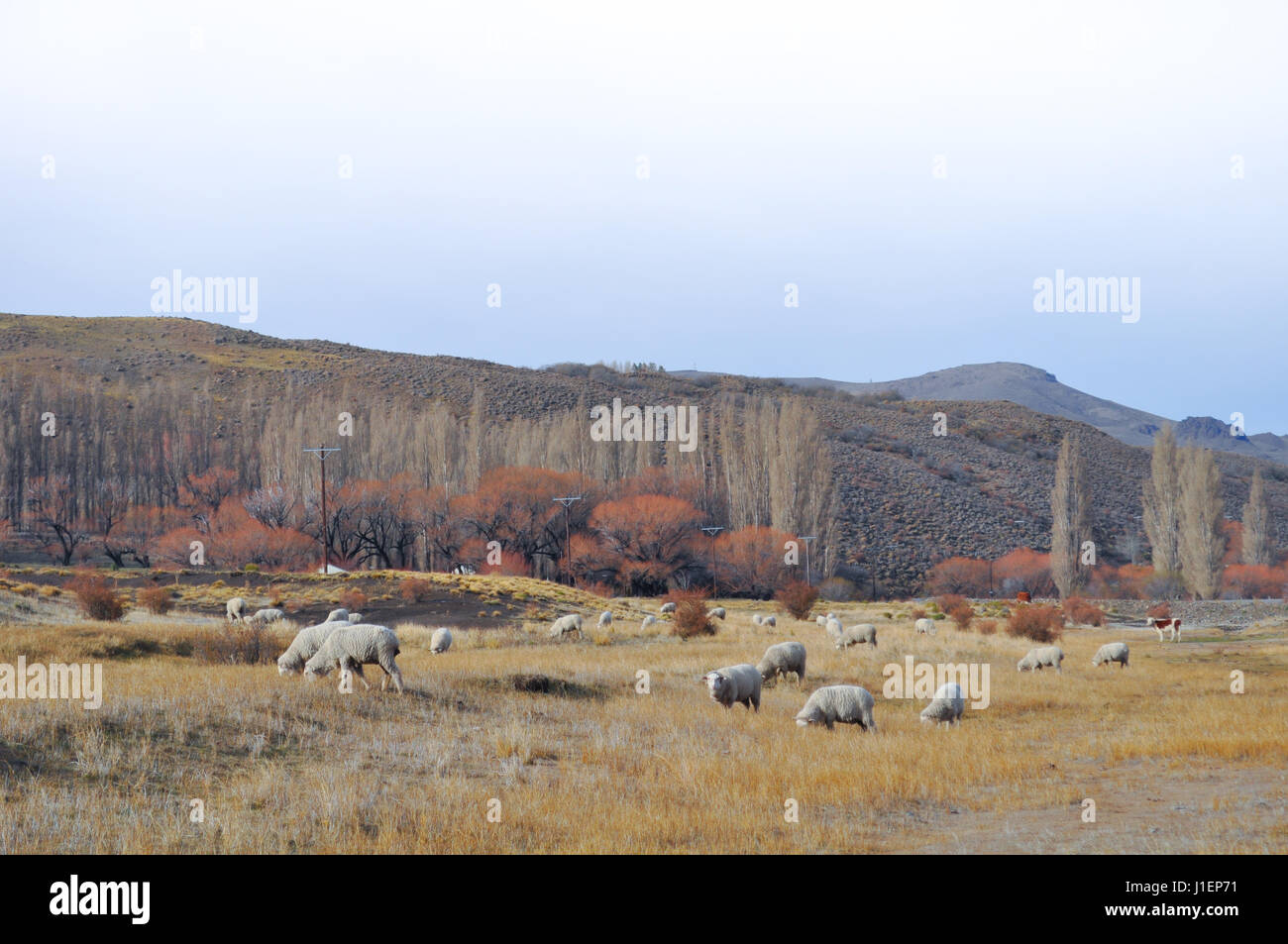 Herde von Schafen grazin in der patagonischen Landschaft, Neuquen, Argentinien Stockfoto