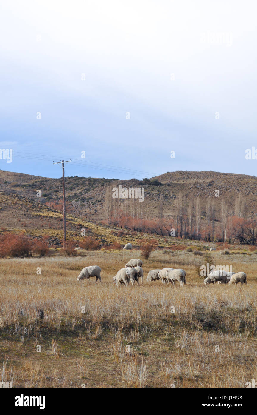 Herde von Schafen grazin in der patagonischen Landschaft, Neuquen, Argentinien Stockfoto