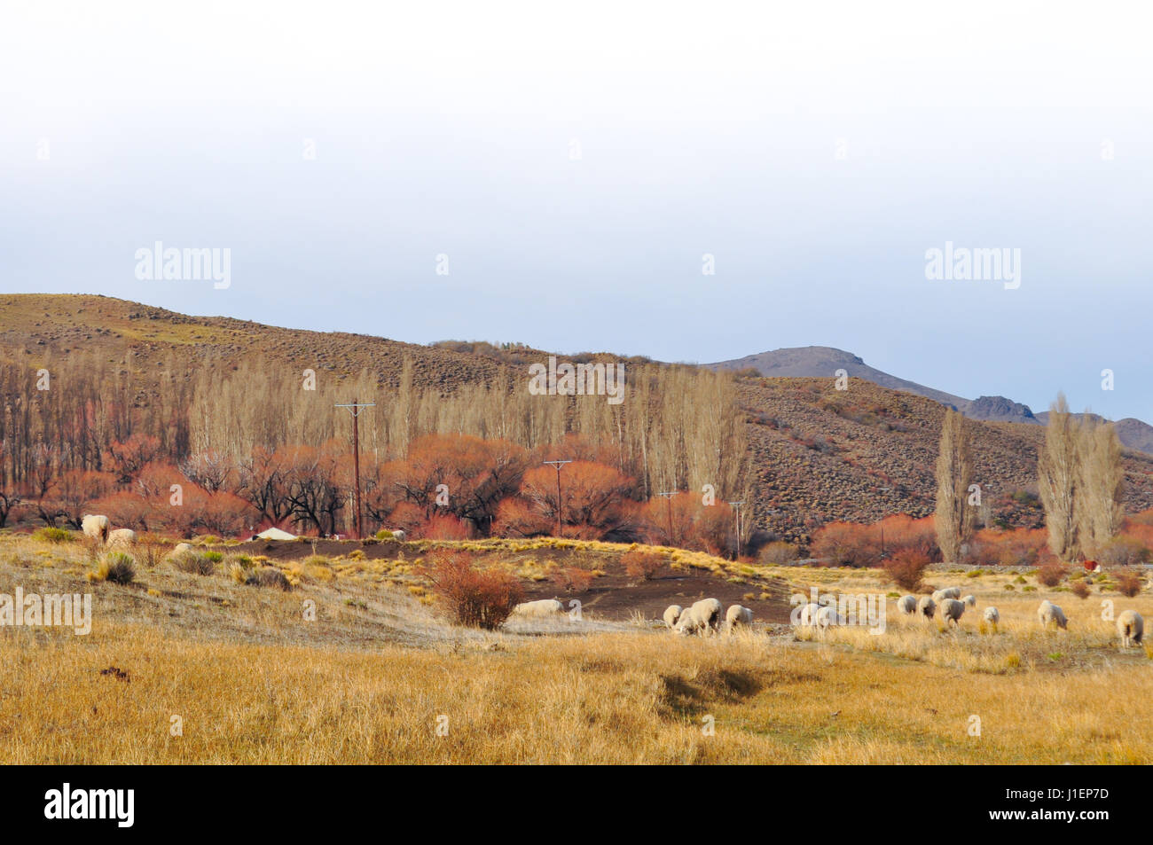 Herde von Schafen grazin in der patagonischen Landschaft, Neuquen, Argentinien Stockfoto