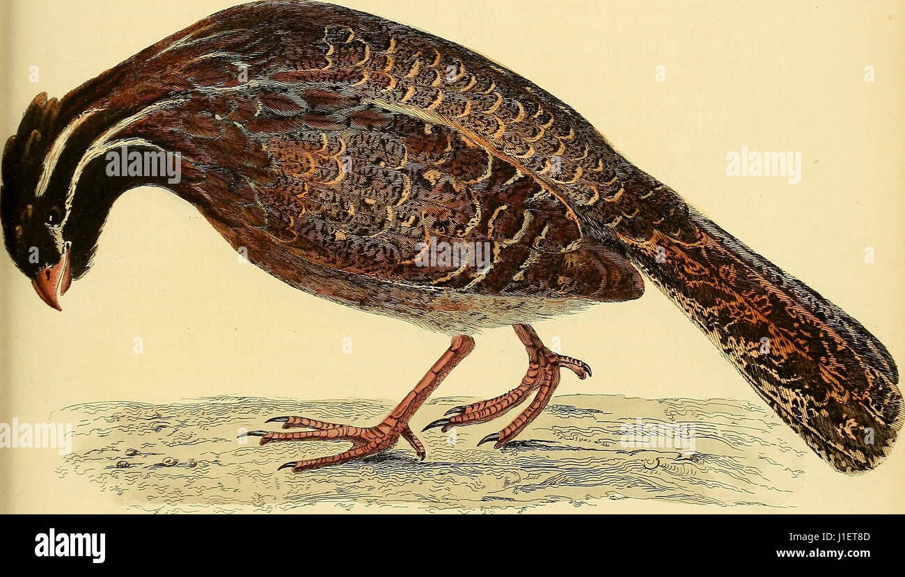 "Abbildungen der Ornithologie" (1826) Stockfoto