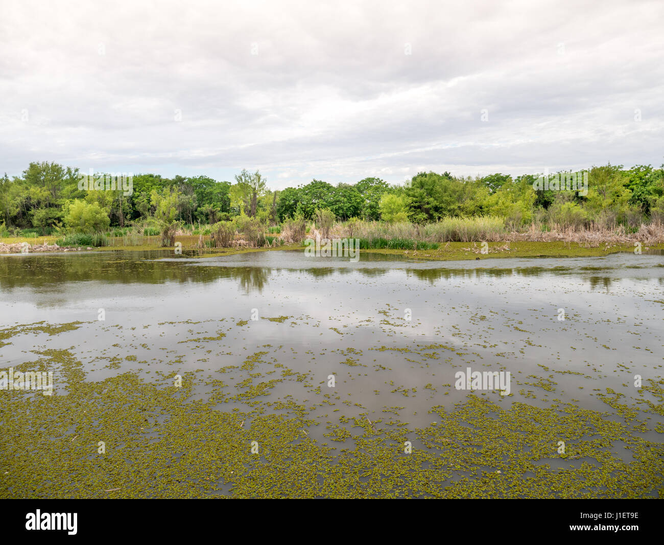Ecological Reserve, Costanera Sur in Puerto Madero, Buenos Aires, Argentinien Stockfoto