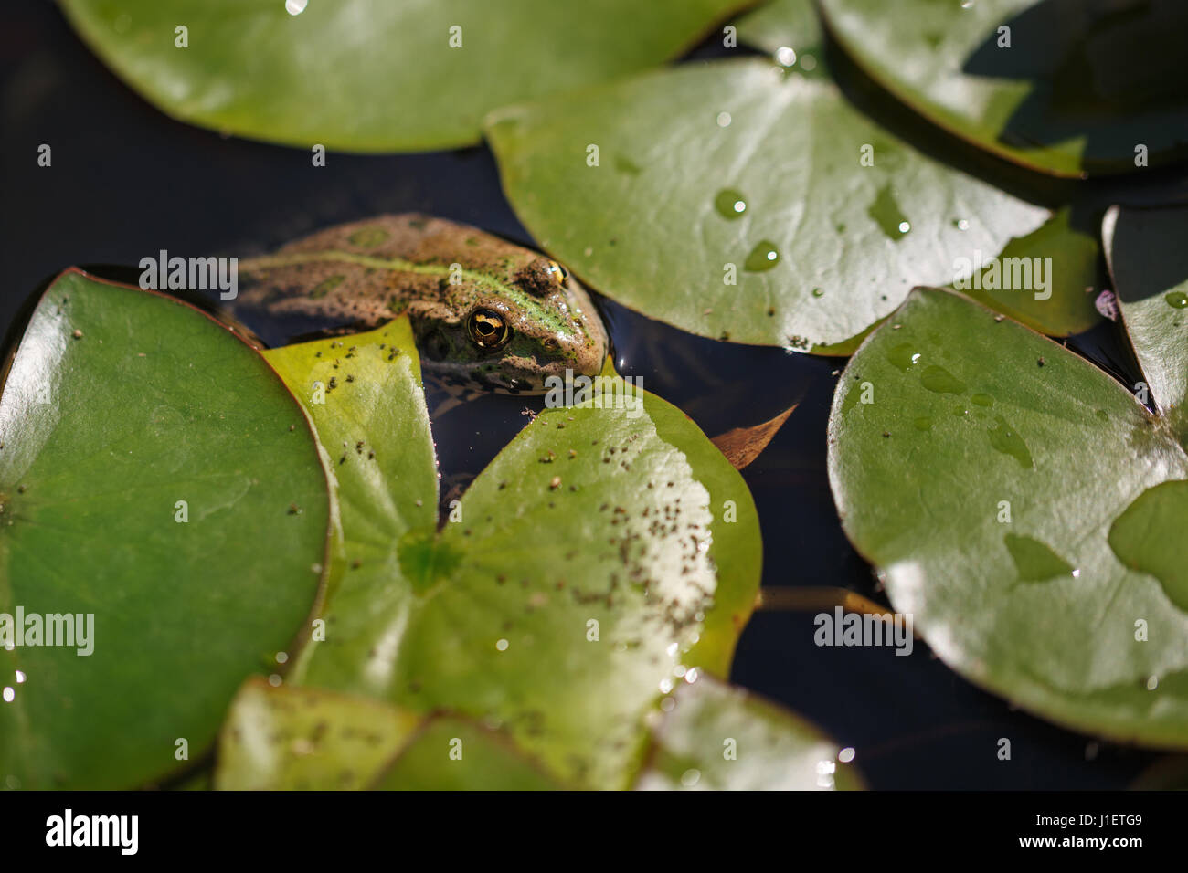 Augensekretion Fotos und Bildmaterial in hoher Auflösung Alamy